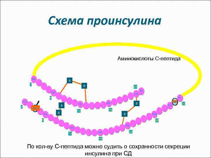 Схема проинсулина Аминокислоты С-пептида Gly S 1 S 20 As Cys n Gln 5