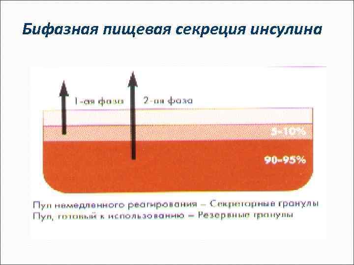 Бифазная пищевая секреция инсулина 