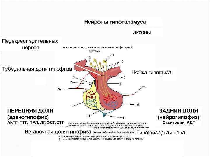 Нейроны гипоталамуса аксоны Перекрест зрительных нервов Туберальная доля гипофиза ПЕРЕДНЯЯ ДОЛЯ (аденогипофиз) АКТГ, ТТГ,