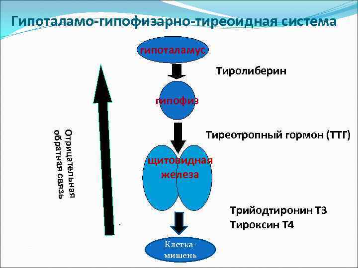 Гипоталамо-гипофизарно-тиреоидная система гипоталамус Тиролиберин гипофиз Отрицательная обратная связь Тиреотропный гормон (ТТГ) щитовидная железа Трийодтиронин