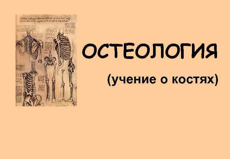 Наука о костях. Остеология. Учение о костях. Учение о костях лекция. 6. Учение о костях..