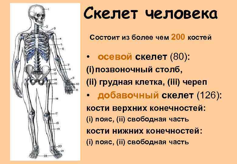 К добавочному скелету человека относятся. Скелет человека осевой скелет.