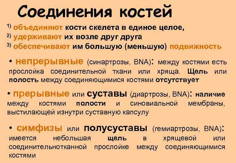 Соединения костей объединяют кости скелета в единое целое, 2) удерживают их возле друга 3)
