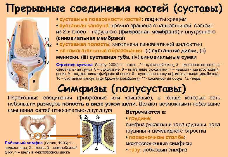 Суставное соединение костей