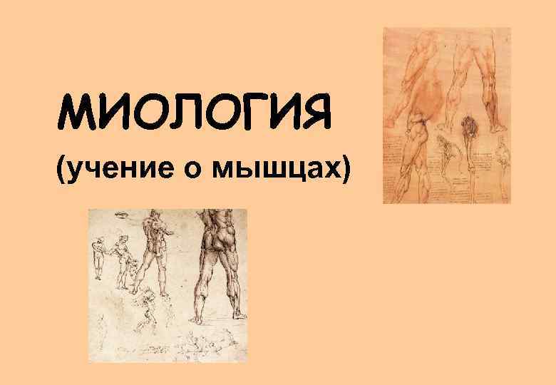 МИОЛОГИЯ (учение о мышцах) 