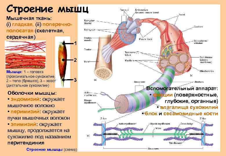 Оболочки мышц. Строение мышечного аппарата. Внутреннее строение мышцы. Строение мышцы оболочки.