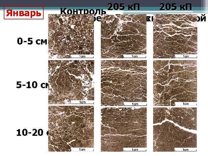 Январь 0 -5 см 5 -10 см 10 -20 см 205 к. П Контроль