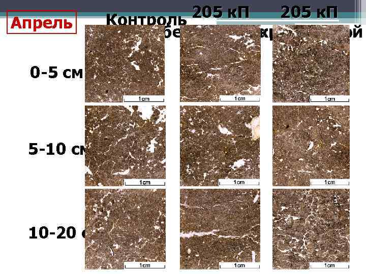 Апрель 0 -5 см 5 -10 см 10 -20 см 205 к. П Контроль