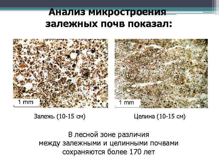 Анализ микростроения залежных почв показал: Залежь (10 -15 см) Целина (10 -15 см) В