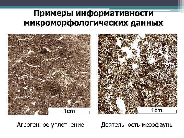 Примеры информативности микроморфологических данных Агрогенное уплотнение Деятельность мезофауны 