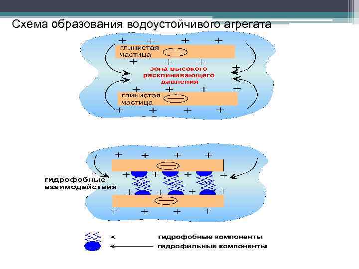 Схема образования водоустойчивого агрегата 