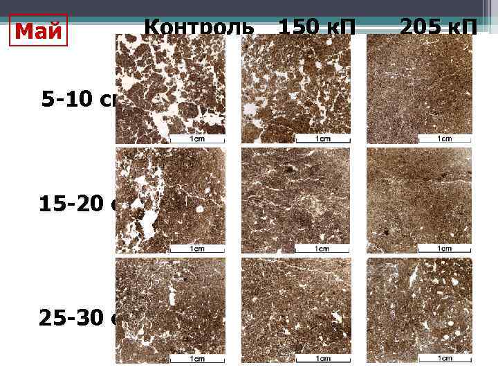 Май 5 -10 см 15 -20 см 25 -30 см Контроль 150 к. П