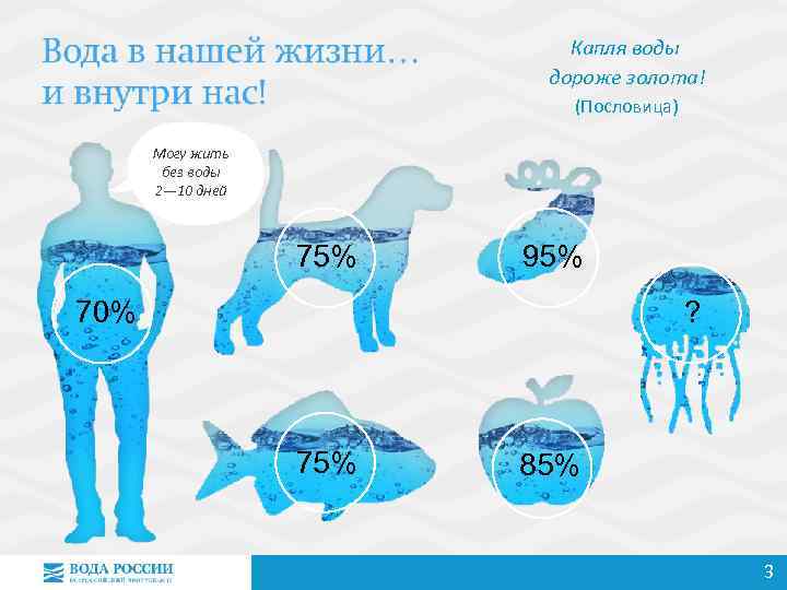 Капля воды дороже золота! (Пословица) Могу жить без воды 2— 10 дней 75% 95%