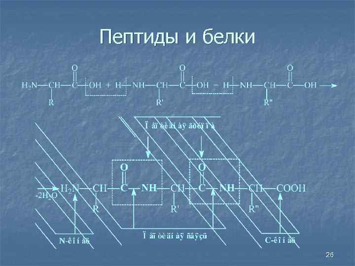 Пептиды и белки 26 