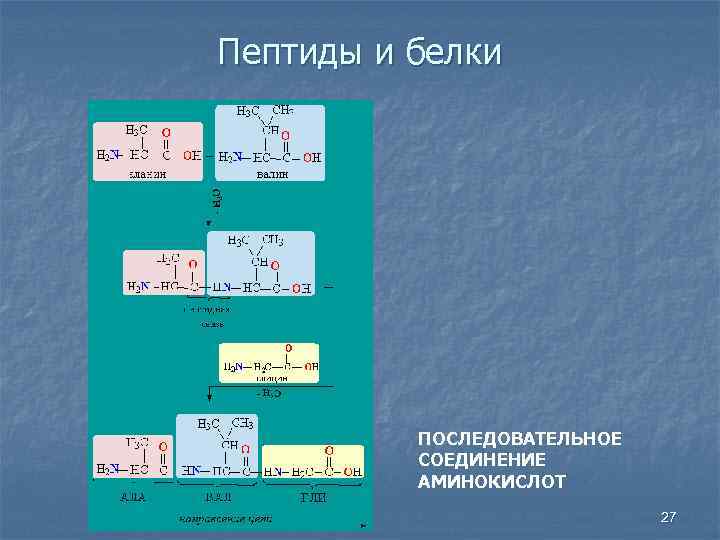 Пептиды и белки ПОСЛЕДОВАТЕЛЬНОЕ СОЕДИНЕНИЕ АМИНОКИСЛОТ 27 