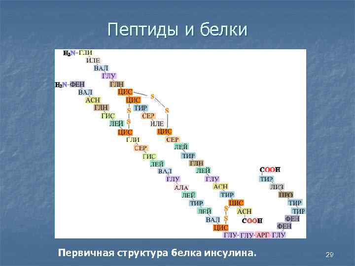 Пептиды и белки Первичная структура белка инсулина. 29 