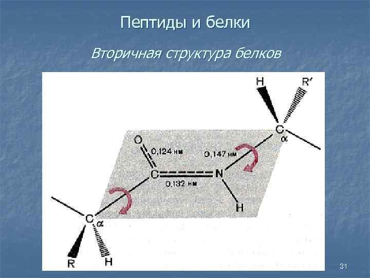 Пептиды и белки Вторичная структура белков 31 