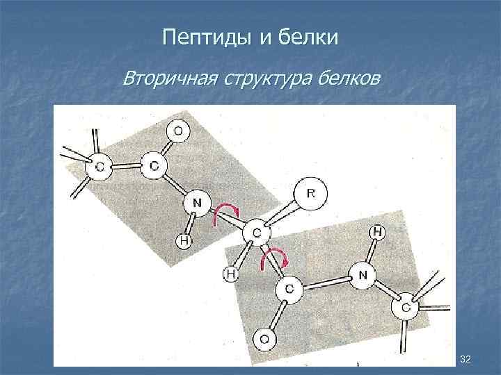 Пептиды и белки Вторичная структура белков 32 