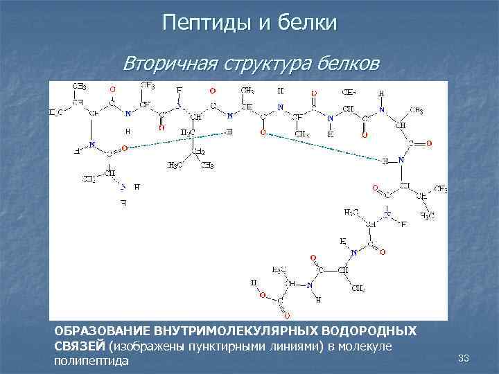 Пептиды и белки Вторичная структура белков ОБРАЗОВАНИЕ ВНУТРИМОЛЕКУЛЯРНЫХ ВОДОРОДНЫХ СВЯЗЕЙ (изображены пунктирными линиями) в