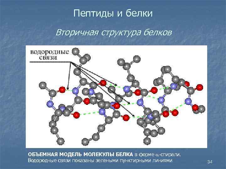 Пептиды и белки Вторичная структура белков ОБЪЕМНАЯ МОДЕЛЬ МОЛЕКУЛЫ БЕЛКА в форме -спирали. Водородные