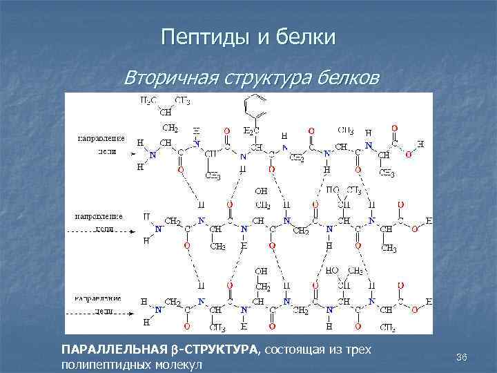 Пептиды и белки Вторичная структура белков ПАРАЛЛЕЛЬНАЯ b-СТРУКТУРА, состоящая из трех полипептидных молекул 36