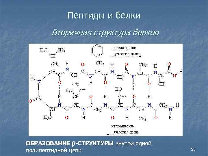 Пептиды и белки Вторичная структура белков ОБРАЗОВАНИЕ b-СТРУКТУРЫ внутри одной полипептидной цепи 38 