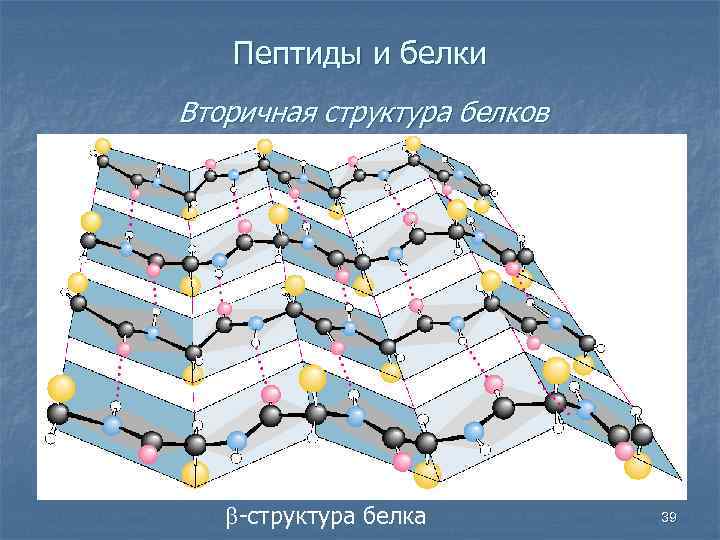 Пептиды и белки Вторичная структура белков b-структура белка 39 