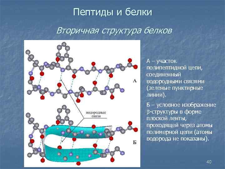 Пептиды и белки Вторичная структура белков А – участок полипептидной цепи, соединенный водородными связями