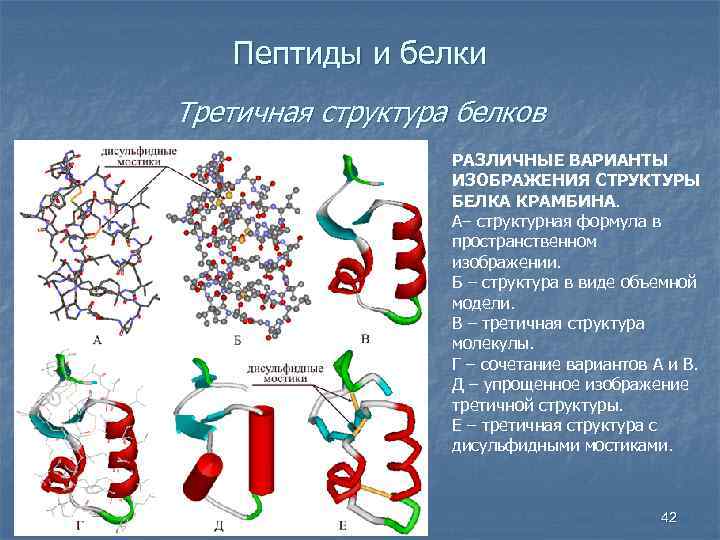 Пептиды и белки Третичная структура белков РАЗЛИЧНЫЕ ВАРИАНТЫ ИЗОБРАЖЕНИЯ СТРУКТУРЫ БЕЛКА КРАМБИНА. А– структурная