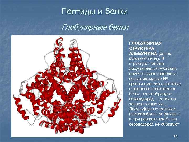 Пептиды и белки Глобулярные белки ГЛОБУЛЯРНАЯ СТРУКТУРА АЛЬБУМИНА (белок куриного яйца). В структуре помимо