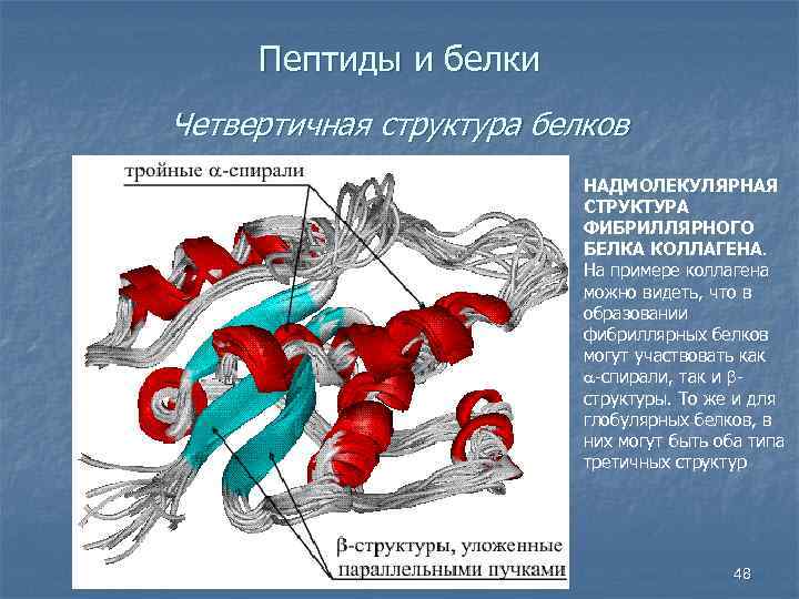 Пептиды и белки Четвертичная структура белков НАДМОЛЕКУЛЯРНАЯ СТРУКТУРА ФИБРИЛЛЯРНОГО БЕЛКА КОЛЛАГЕНА. На примере коллагена
