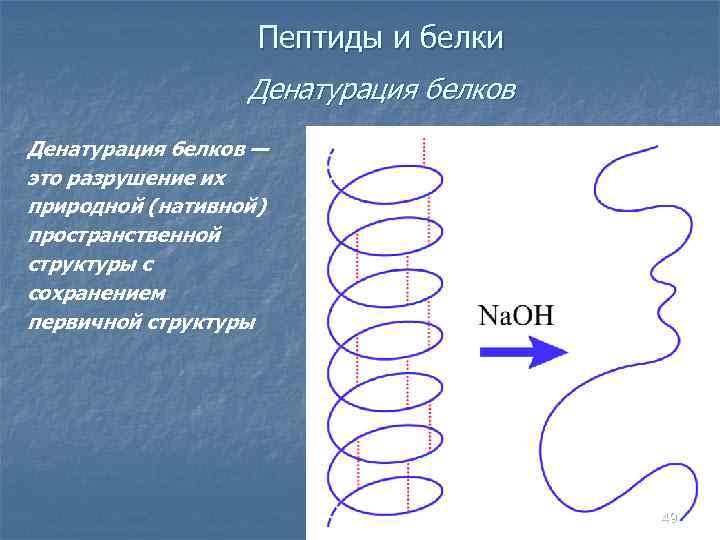Пептиды и белки Денатурация белков — это разрушение их природной (нативной) пространственной структуры с