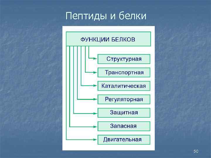 Пептиды и белки 50 