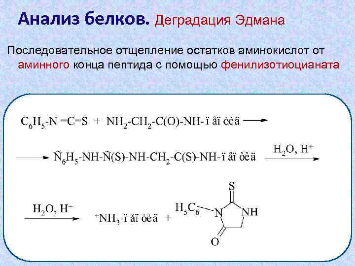 Анализ белков. Деградация Эдмана Последовательное отщепление остатков аминокислот от аминного конца пептида с помощью