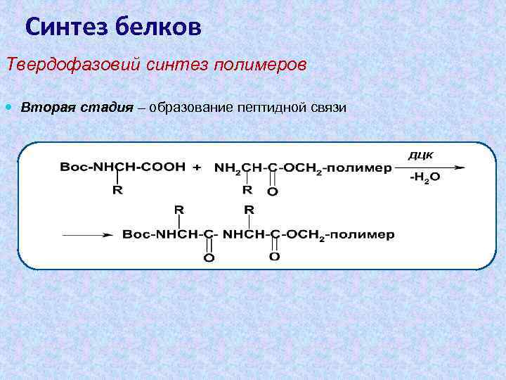 Синтез белков Твердофазовий синтез полимеров Вторая стадия – образование пептидной связи 