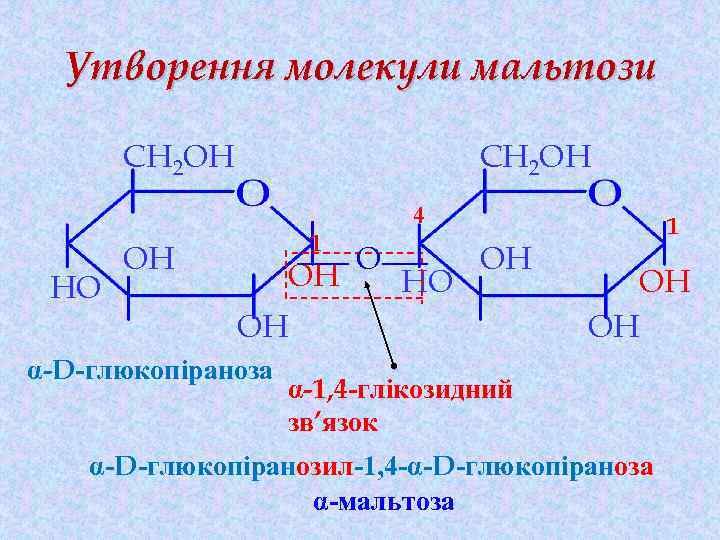 Утворення молекули мальтози CH 2 OH 4 HO 1 OH OH O HO OH