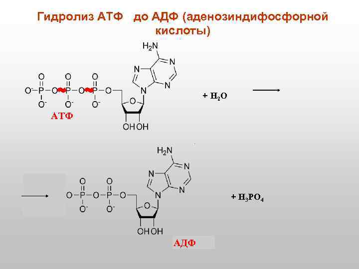 Гидролиз АТФ до АДФ (аденозиндифосфорной кислоты) + Н 2 О АТФ + Н 3