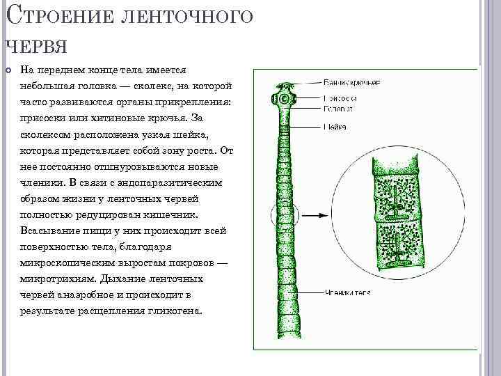 Класс ленточные черви