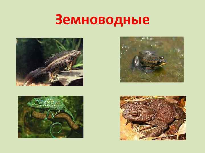 Земноводные 