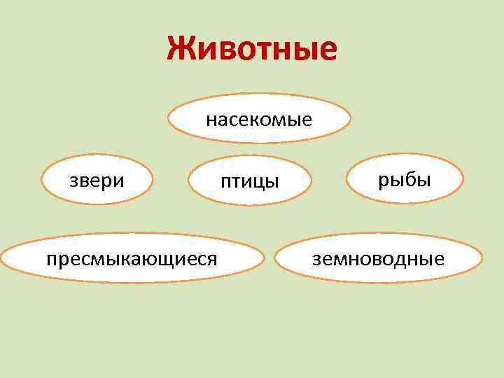 Животные насекомые звери пресмыкающиеся птицы рыбы земноводные 