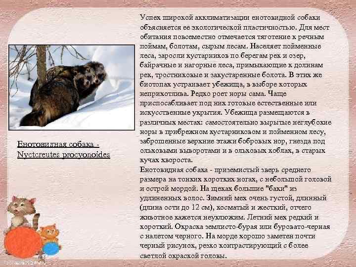 Енотовидная собака Nyctcreutes procyonoides Успех широкой акклиматизации енотовидной собаки объясняется ее экологической пластичностью. Для