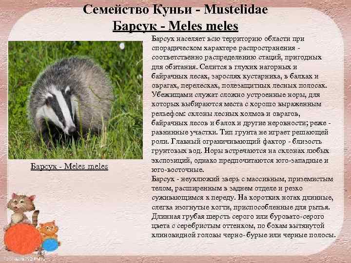 Семейство Куньи - Mustelidae Барсук - Meles meles Барсук населяет всю территорию области при