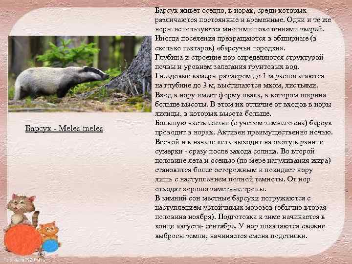 Барсук Meles meles Барсук живет оседло, в норах, среди которых различаются постоянные и временные.