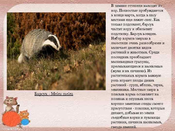 Барсук Meles meles В зимние оттепели выходят из нор. Полностью пробуждаются в конце марта,