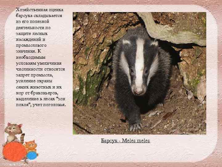 Хозяйственная оценка барсука складывается из его полезной деятельности по защите лесных насаждений и промыслового