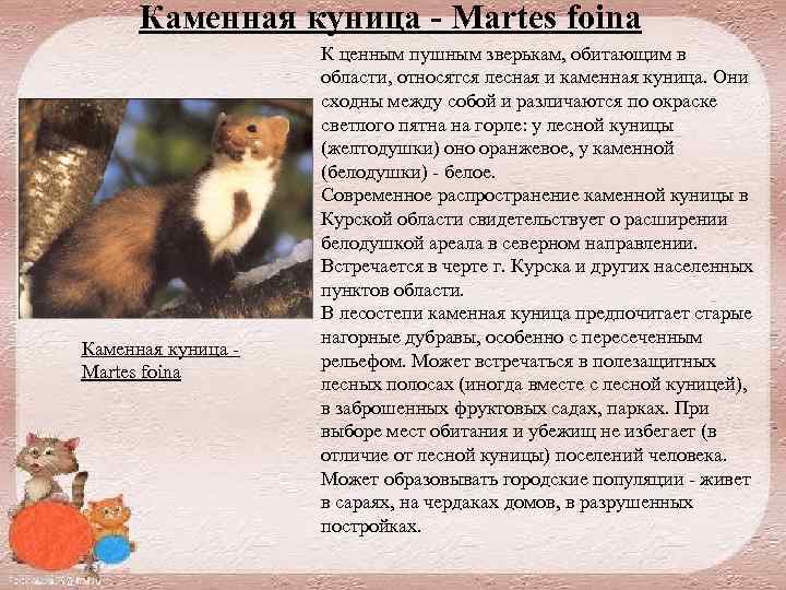 Каменная куница - Martes foina Каменная куница Martes foina К ценным пушным зверькам, обитающим