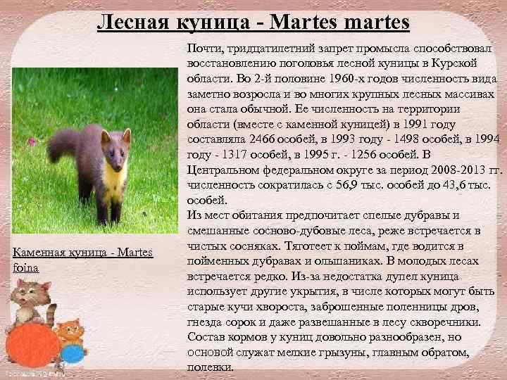 Лесная куница - Martes martes Каменная куница Martes foina Почти, тридцатилетний запрет промысла способствовал