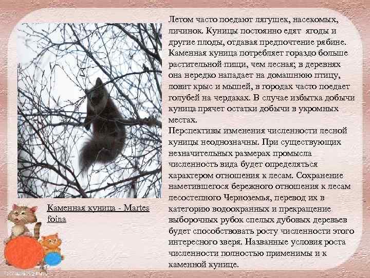 Каменная куница Martes foina Летом часто поедают лягушек, насекомых, личинок. Куницы постоянно едят ягоды