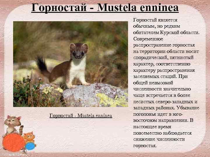 Горностай - Mustela enninea Горностай является обычным, но редким обитателем Курской области. Современное распространение