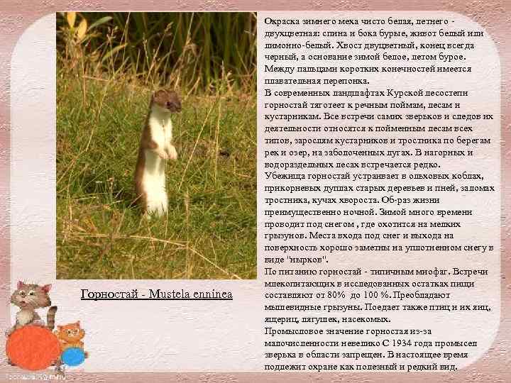 Горностай Mustela enninea Окраска зимнего меха чисто белая, летнего двухцветная: спина и бока бурые,